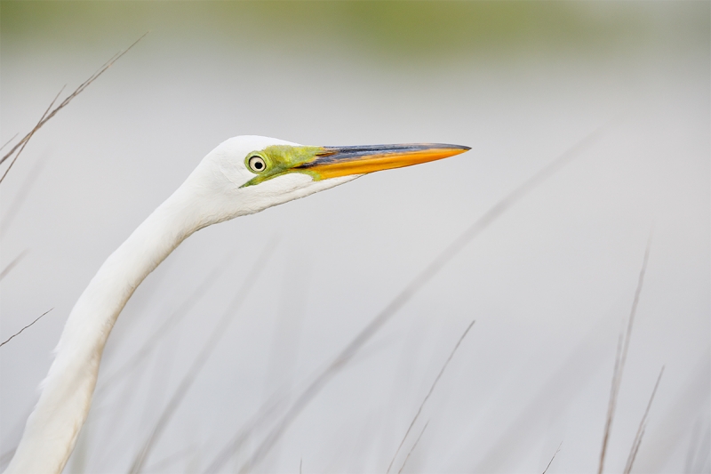 Great-Egret-in-wispy-march-grasses-_W5A4501-Fort-DeSoto-Park,-Tierra,-Verde,-FL