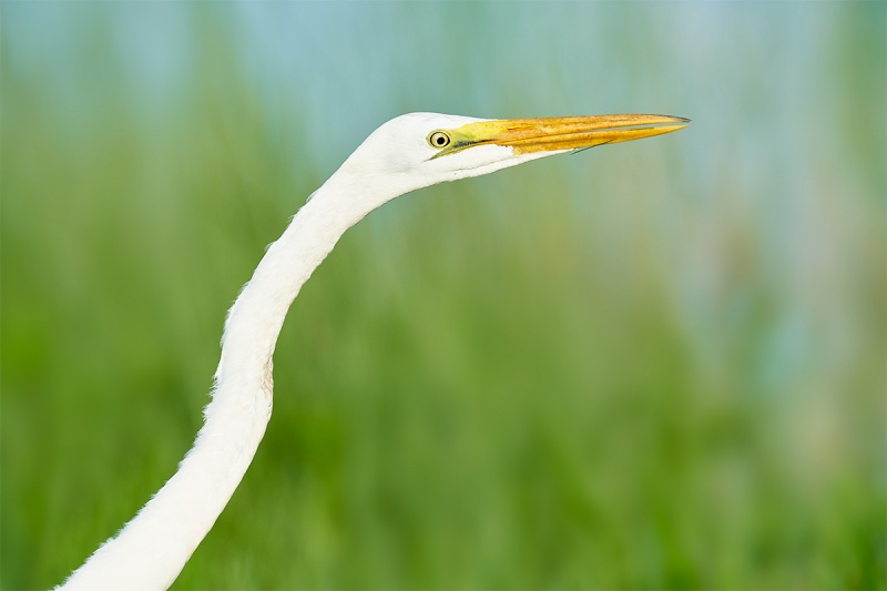 Great-Egret-juvenile-hunting-in-marsh-_7R44283-Indian-Lake-Estates-FL-1