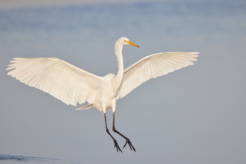 Great-Egret-landing-R5-_Q5A0169-Fort-DeSoto-Park-FL-1