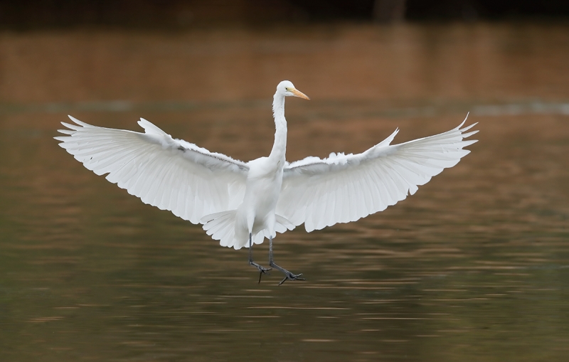 Great-Egret-landing-_J1I7689--Gilbert-Water-Ranch,-Phoenix,-AZ