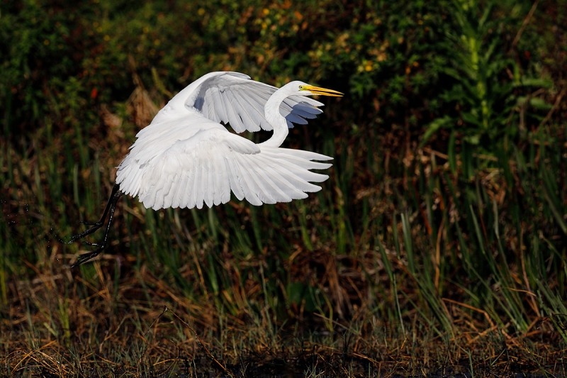 Great-Egret-landing-_W5A1277-Indian-Lake-Estates,-FL