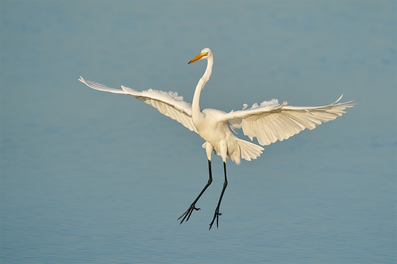 Great-Egret-landing-butter-light-_A9B7776-Fort-DeSoto-Park-FL-1