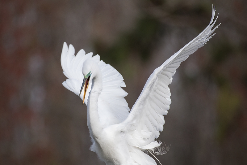 Great-Egret-landing-tight-_DSC0838--Gatorland,-Kissimmee,-FL