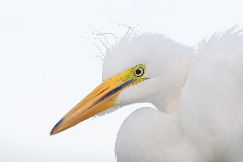 Great-Egret-large-chick-_P3A1642-Gatorland,-Kissimmee,-FL