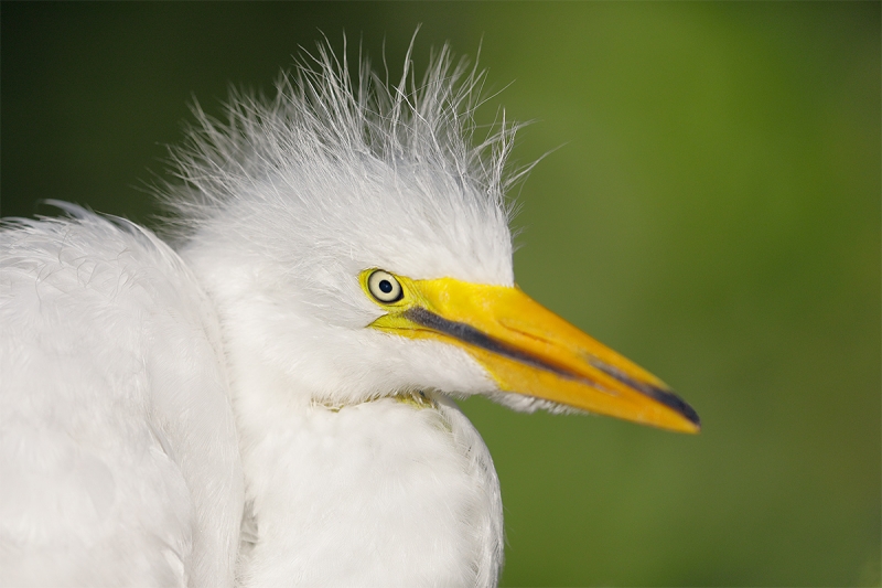 Great-Egret-large-chick-head-portrait-_W5A2244-Gatorland,-Kissimmee,-FL