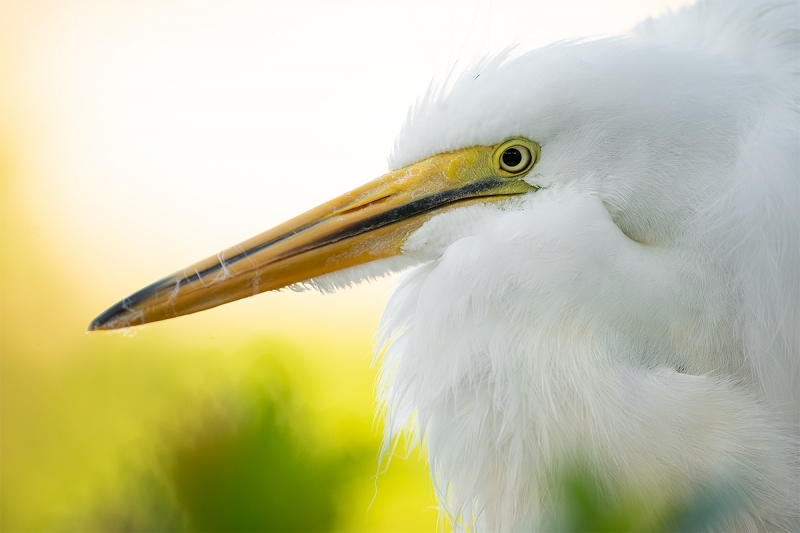 Great-Egret-large-unfledged-chick-_A9A0896--Gatorland-Kissimmee-FL