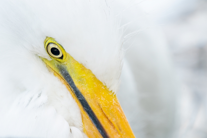 Great-Egret-large-unfledged-chick-tight-face-_A9A1608--Gatorland-Kissimmee-FL