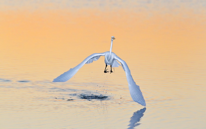 Great-Egret-lifting-off-in-orange-morning-light-04100858-East-Beach,-Fort-de-Soto,-St.-Petersburg,-FL