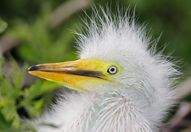 Great-Egret-medium-sized-chick-head-portrait-_W5A0131-Gatorland,-Kissimmee,-FL-Recovered