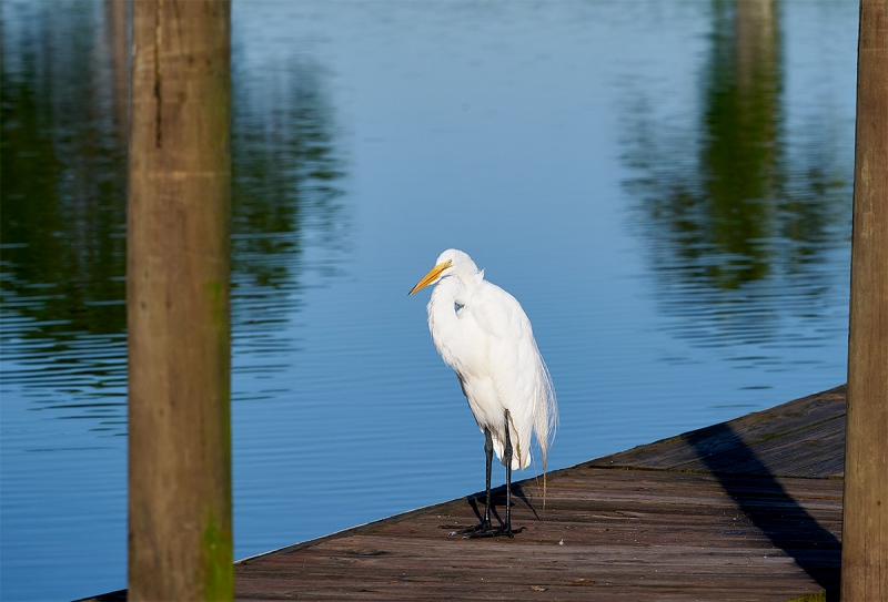 Great-Egret-on-dock-_A9B3408-Indian-Lake-Estates-FL-1