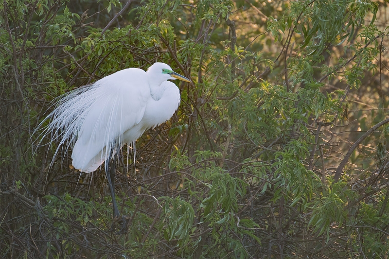 Great-Egret-on-nest-backlit-_DSF3669-Gatorland,-Kissimmee,-FL
