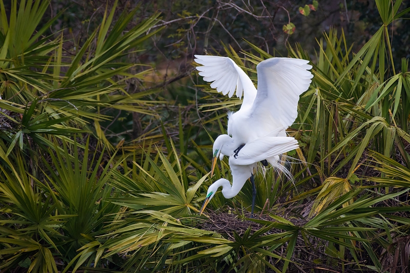 Great-Egret-pair-coputlating-at-nest-_DSC0665--Gatorland,-Kissimmee,-FL