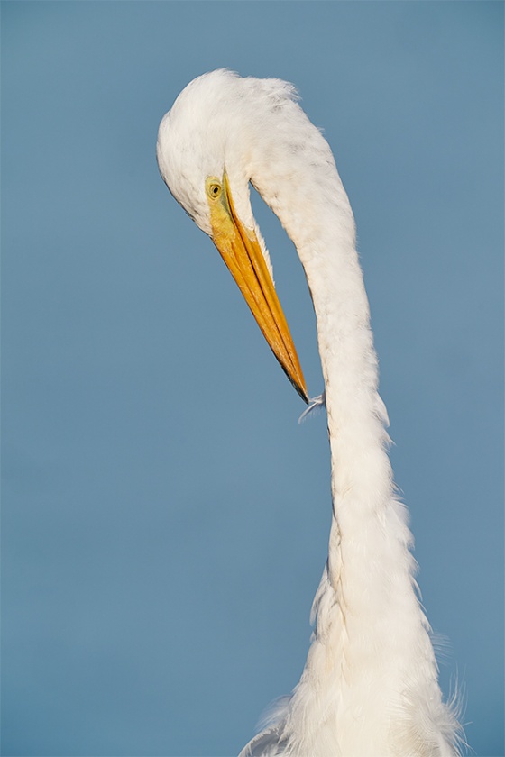 Great-Egret-preening-_A9B3337-Indian-Lake-Estates-FL-1