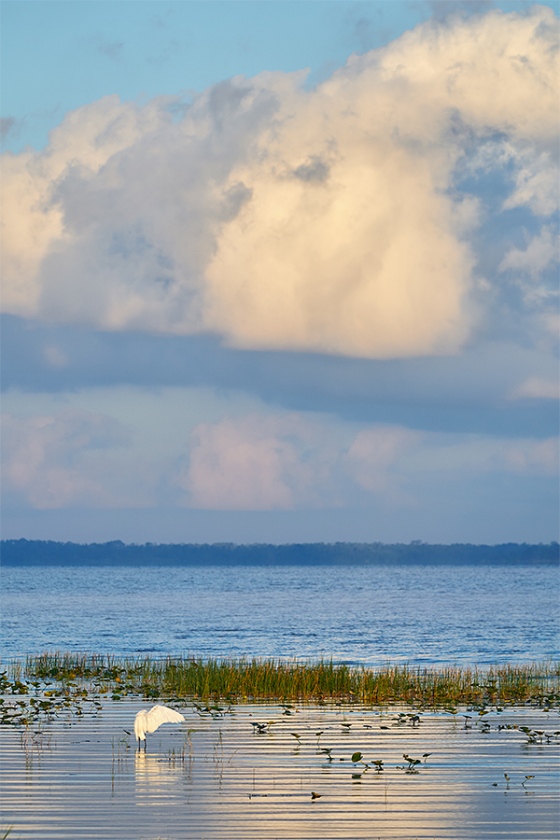Great-Egret-preening-cloudscape-_A927079-Indian-Lake-Estates-FL-1