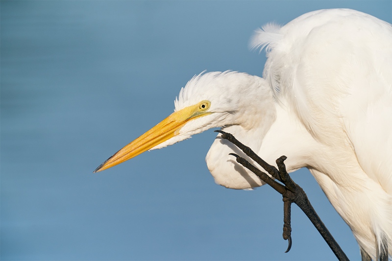 Great-Egret-scratching-_A9B3378-Indian-Lake-Estates-FL-1