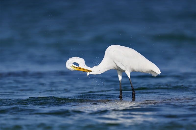 Great-Egret-shaking-head-_DSC1081-Fort-DeSoto-Park-Pinellas-County-FL-1