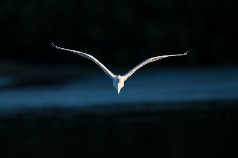 Great-Egret-sidelit-flight-_DSC7359--Fort-DeSoto-Park,-FL