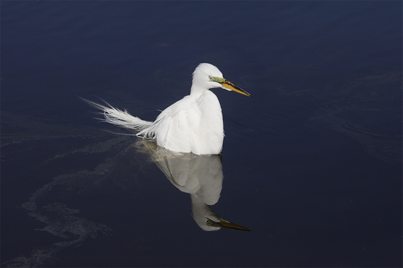 Great-Egret-soaking-after-bath_P3A2029-Gatorland,-Kissimmee,-FL