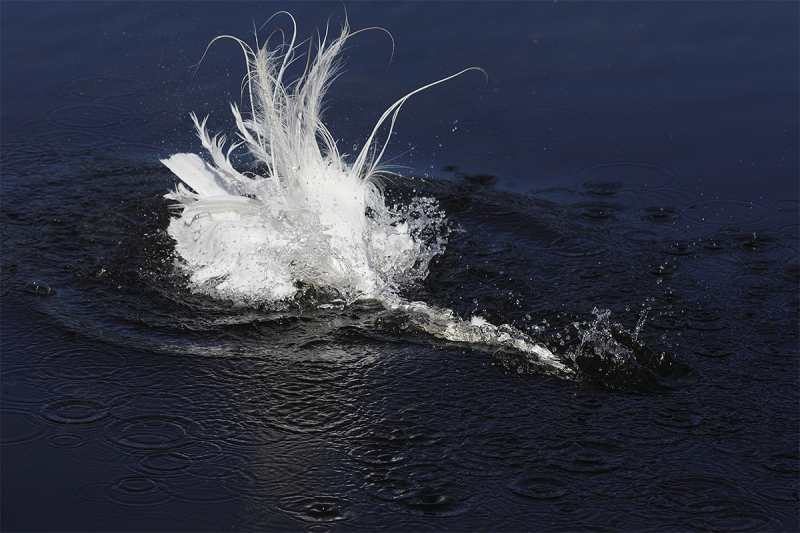 Great-Egret-splash-bathing-with-head-in-water-_P3A2037-Gatorland,-Kissimmee,-FL