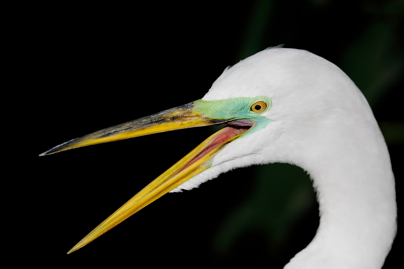 Great-Egret-squawking-_W5A0018-Gatorland,-Kissimmee,-FL,--
