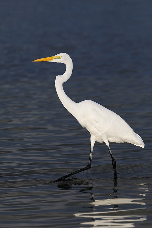 Great-Egret-storm-cloud-BKGR-_P3A0725--Fort-DeSoto-Park,-FL