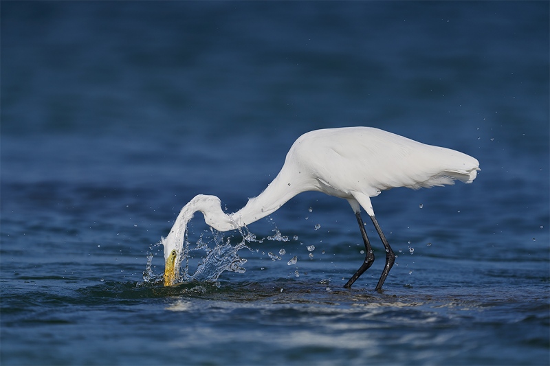 Great-Egret-striking-_DSC1053-Fort-DeSoto-Park-Pinellas-County-FL-1