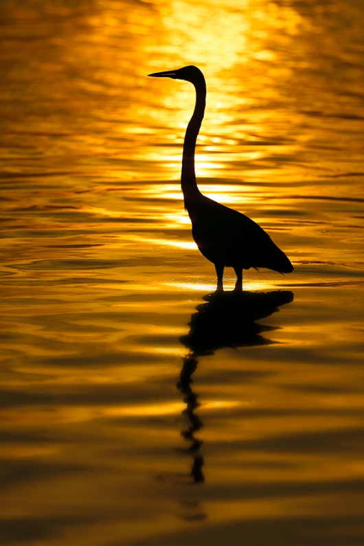 Great-Egret-sunset-SILH-A-_P3A3479-Fort-DeSoto-Park,-FL