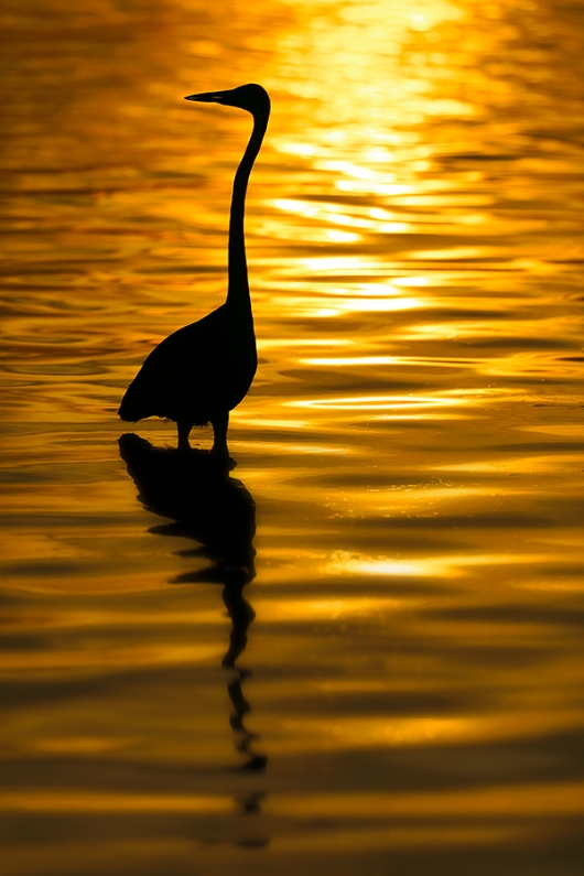 Great-Egret-sunset-SILH-B-_P3A3471-Fort-DeSoto-Park,-FL