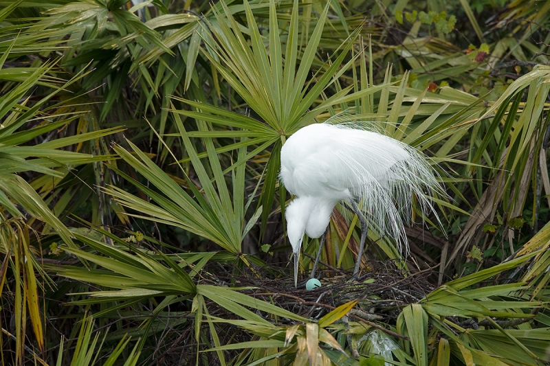 Great-Egret-tending-egg-_DSC5411--Gatorland,-Kissimmee,-FL