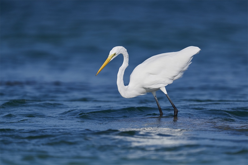 Great-Egret-tensing-to-strike-_DSC1073-Fort-DeSoto-Park-Pinellas-County-FL-1