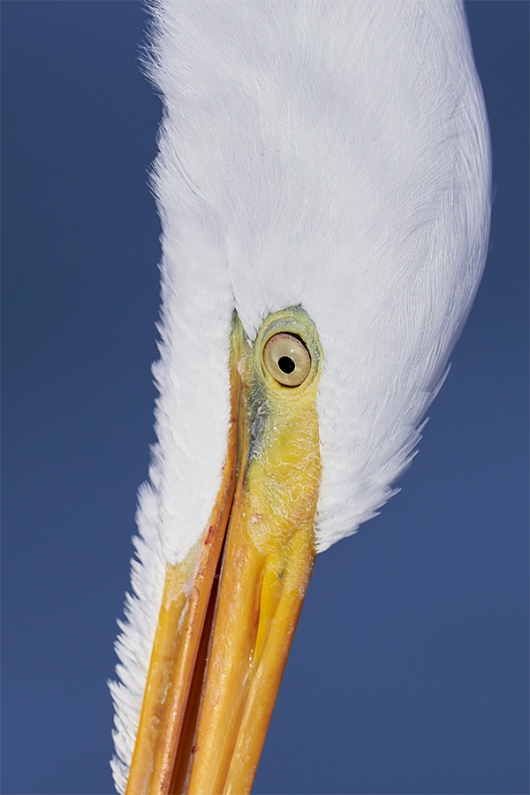 Great-Egret-tight-face-VERT-_7R47546-Fort-DeSoto-Park-FL-1