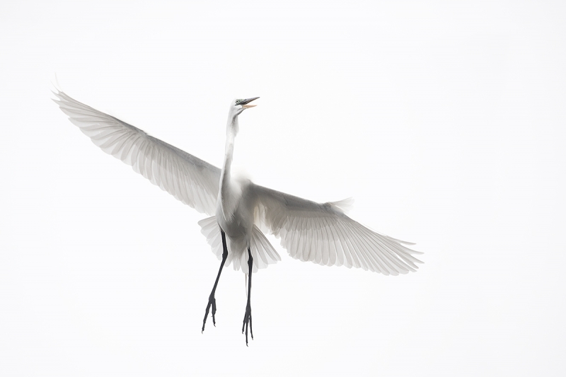 Great-Egret-turning-left-in-flight-_DSC0411--Gatorland,-Kissimmee,-FL