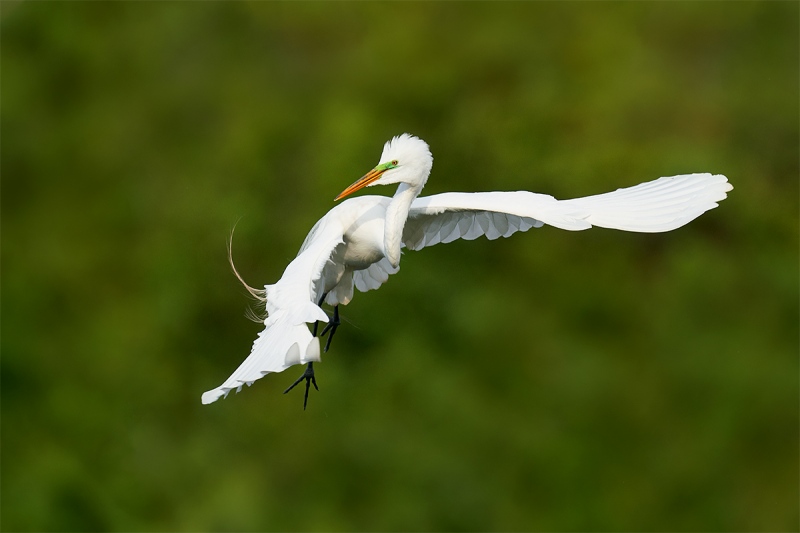 Great-Egret-wheeling-in-fight-flight-_A9B9587-Brandon-FL-1