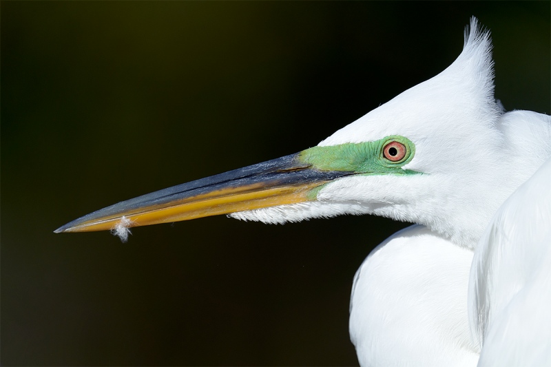 Great-Egret-with-crest-blowing-_7R40605-Gatorland-Kissimme-FL-1