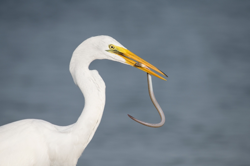 Great-Egret-with-prey-WARMER-_BUP4321Fort-DeSoto-Park,-Tierra-Verde,-FL