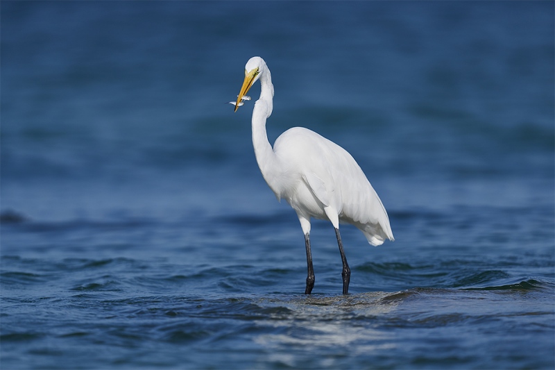 Great-Egret-with-two-small-greenbacks-_DSC1095-Fort-DeSoto-Park-Pinellas-County-FL-1