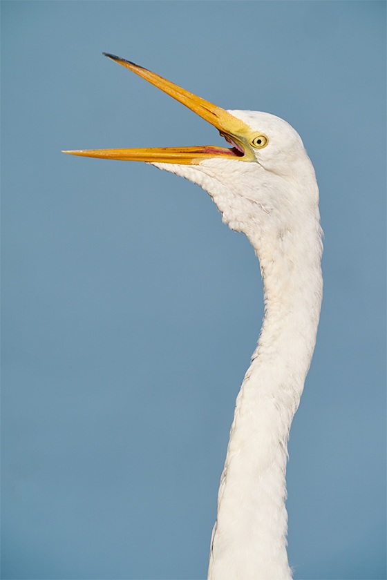 Great-Egret-yawning-_A9B3370-Indian-Lake-Estates-FL-1