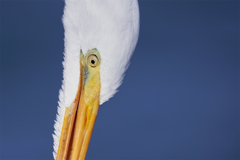 Great-Egret-young-bird-A-face-detail-_7R47546-Fort-DeSoto-Park-FL-1