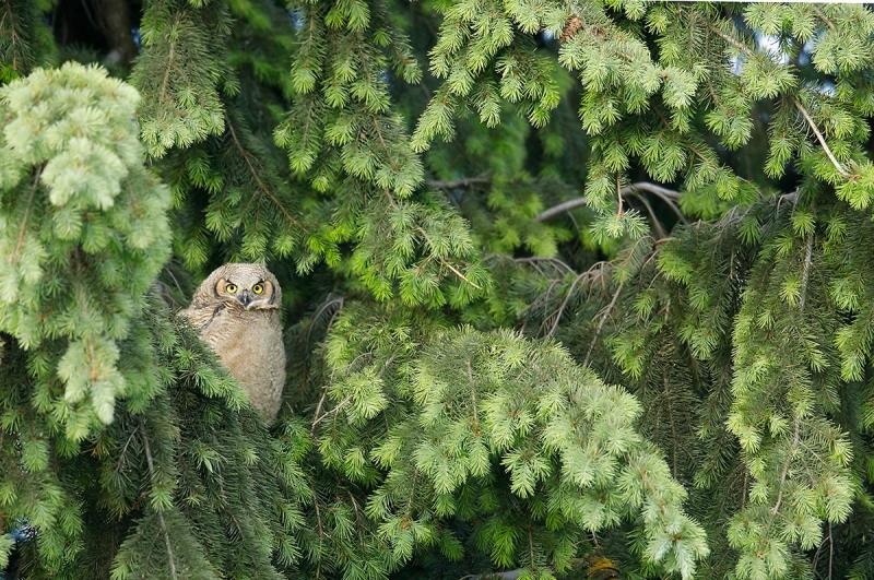 Great-Horned-Owl-chick-_P3A0605-Palouse,-WA