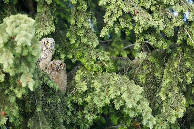 Great-Horned-Owl-fledged-nest-mates_P3A0608-Palouse,-WA
