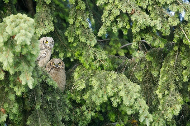 Great-Horned-Owl-fledged-nest-mates_P3A0608-Palouse,-WA