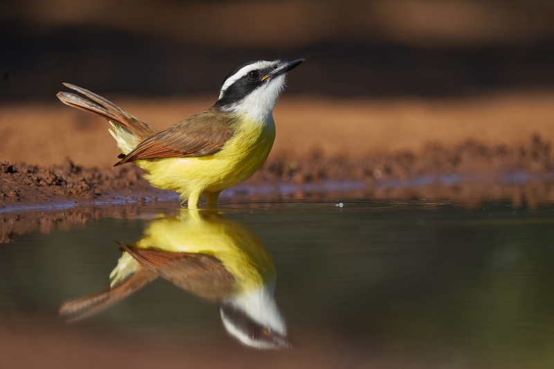 Great-Kiskadee-drinking-_A9B1124-Santa-Clara-Ranch-Starr-County-TX-1