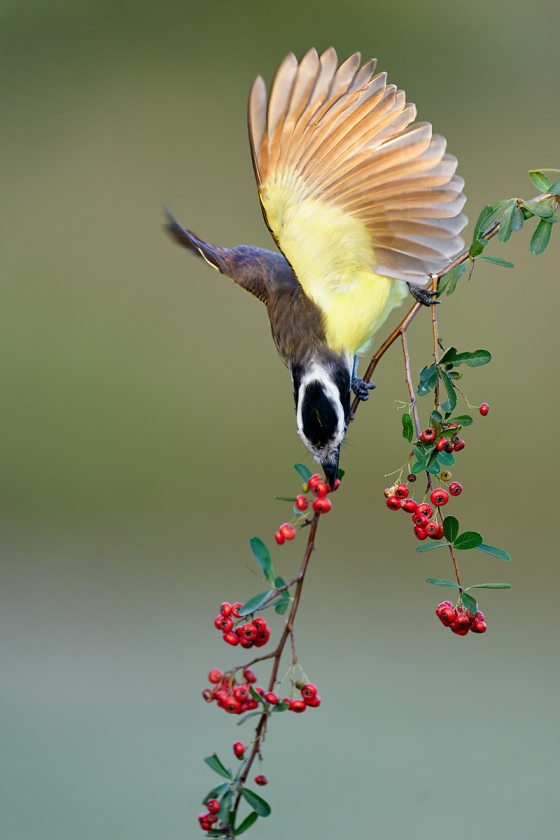 Great-Kiskadee-w-berry-near-wing-raised-_A925111-ranch-Hidalgo-County-TX-1