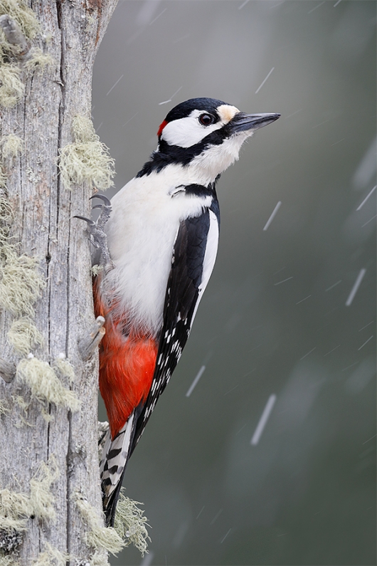 Great-Spotted-Woodpecker-_W5A9018-Oulu,-Finland