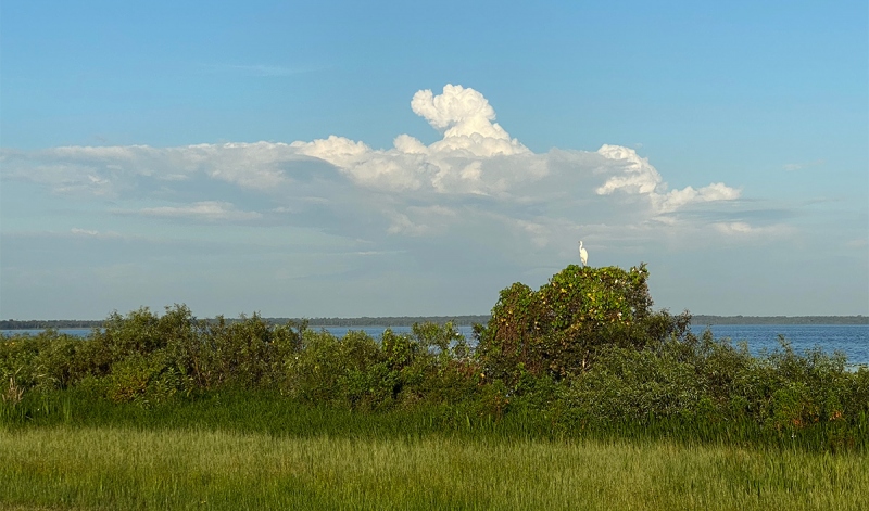 Great-egret-i-phone-IMG_0441