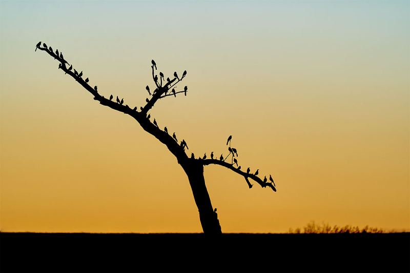 Great-tailed-Grackles-at-dawn-_A927100-Bosque-del-Apache-NWR-San-Antonio-NM-1