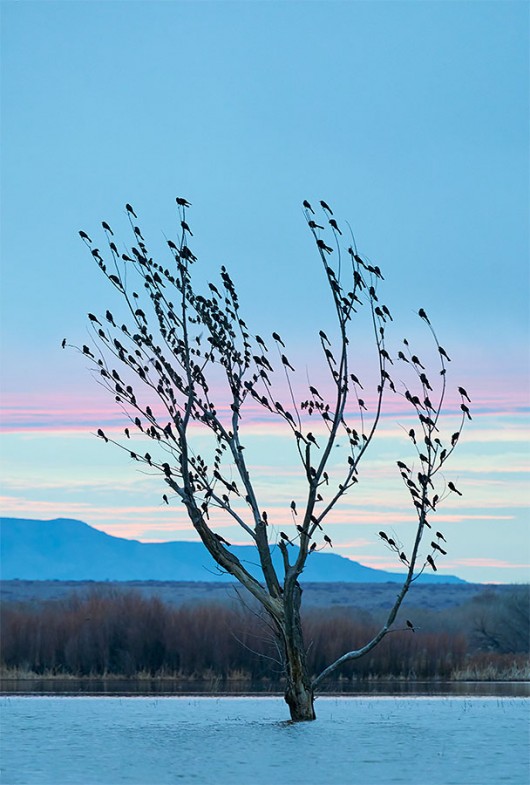 Great-tailed-Grackles-at-dawn-a-_A929044-Bosque-del-Apache-NWR-San-Antonio-NM-1