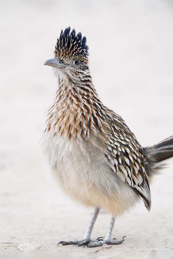 Greater-Roadrunner-vertical-front-end-_A924189-Bosque-del-Apache-NWR-San-Antonio-NM-1