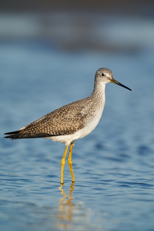 Greater-Yellowlegs-_A9B0944-Taylor-oilfields-High-Island-TX-1