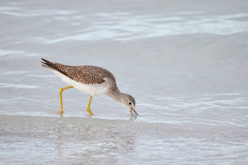 Greater-Yellowlegs-rush-feeding-_Q5A5842-Fort-DeSoto-Park-FL-1